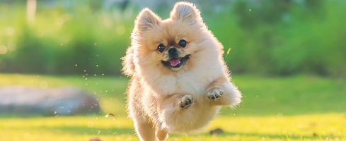 Здоровые суставы собаки - активность в любом возрасте!